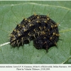 vanessa atalanta larva5 2